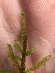 Palustriella decipiens