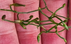 Thysanotus patersonii