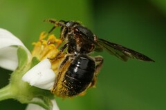 Nomia fuscipennis
