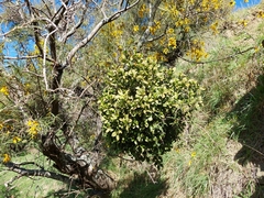 Ileostylus micranthus