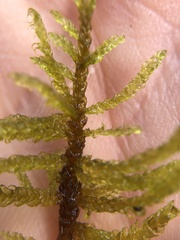 Palustriella decipiens