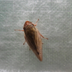 Aphrophora alni