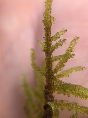 Palustriella decipiens