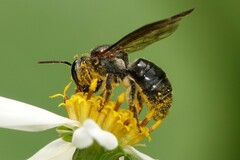 Nomia fuscipennis
