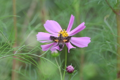 Macroglossum pyrrhosticta
