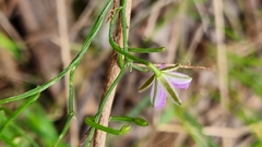 Thysanotus patersonii