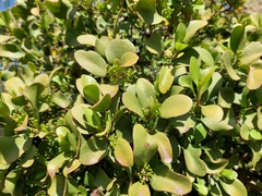 Ileostylus micranthus