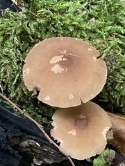 Pluteus phlebophorus