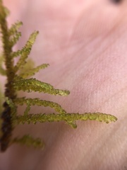 Palustriella decipiens