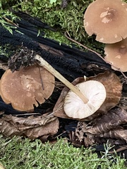 Pluteus phlebophorus