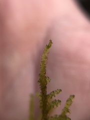 Palustriella decipiens