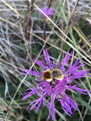 Bombus muscorum