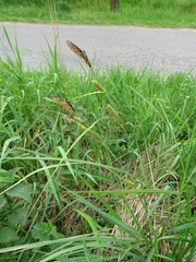 Carex acutiformis