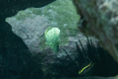 Anampses caeruleopunctatus