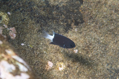 Pycnochromis margaritifer