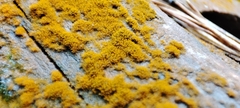 Trentepohlia aurea