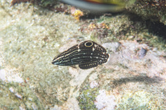 Halichoeres marginatus