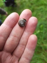 Oxychilus draparnaudi