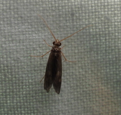 Polycentropodidae