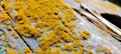 Trentepohlia aurea