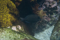 Acanthurus nigrofuscus