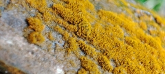 Trentepohlia aurea