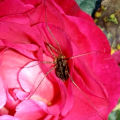 Phalangium opilio