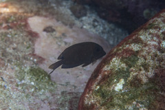 Acanthurus nigrofuscus