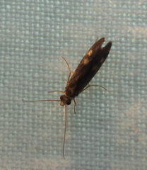 Polycentropodidae