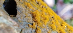 Trentepohlia aurea