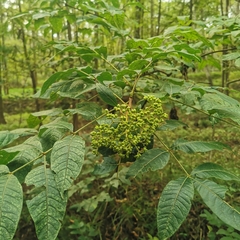 Tetradium ruticarpum