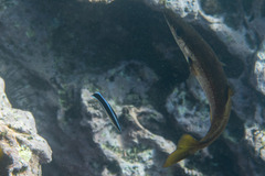 Labroides dimidiatus