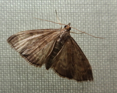 Anania fuscalis