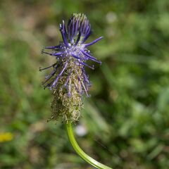 Phyteuma betonicifolium