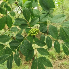 Tetradium ruticarpum