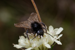 Bombus campestris