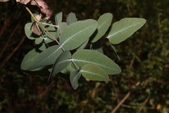 Eucalyptus melanophloia