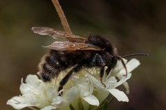 Bombus campestris