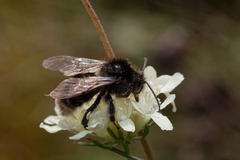 Bombus campestris