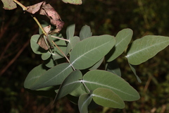 Eucalyptus melanophloia