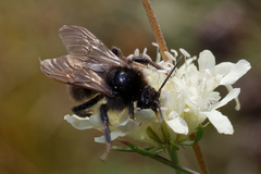 Bombus campestris