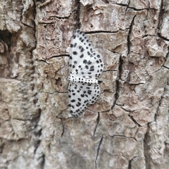 Antipercnia albinigrata