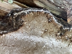 Phellopilus nigrolimitatus