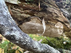 Phellopilus nigrolimitatus