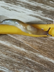 Malacolimax