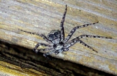 Philodromus margaritatus