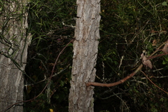 Eucalyptus melanophloia
