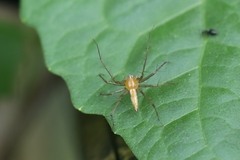 Oxyopes macilentus