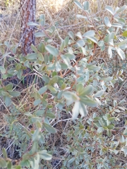 Salix repens argentea