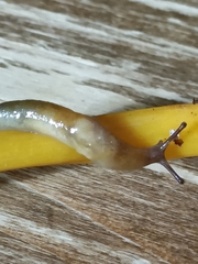 Malacolimax